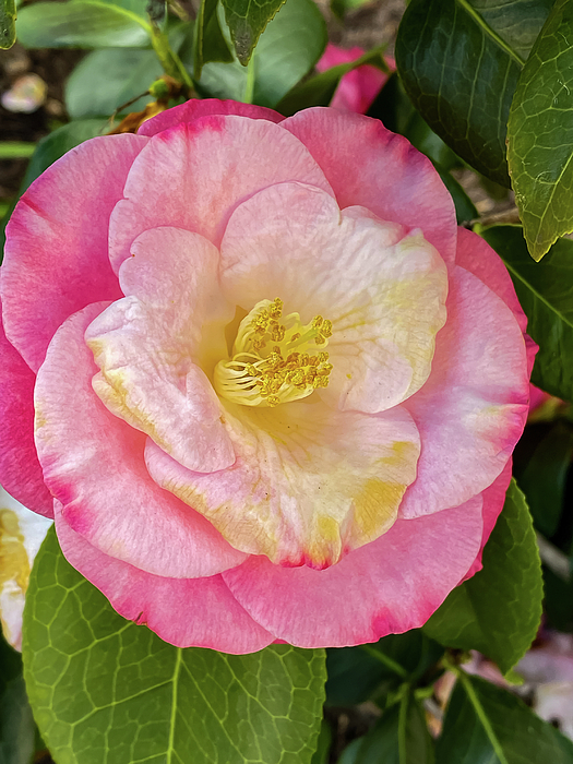 David Beard - Pink Camellia