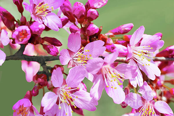 Regina Geoghan - Pink Cherry Blossoms 