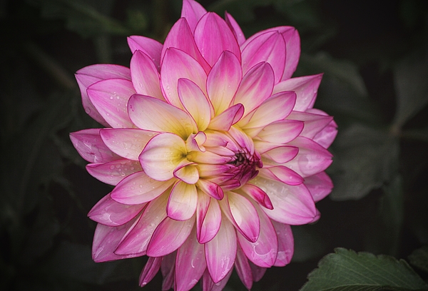 Gaby Ethington - Pink Dahlia Blooming in a Garden