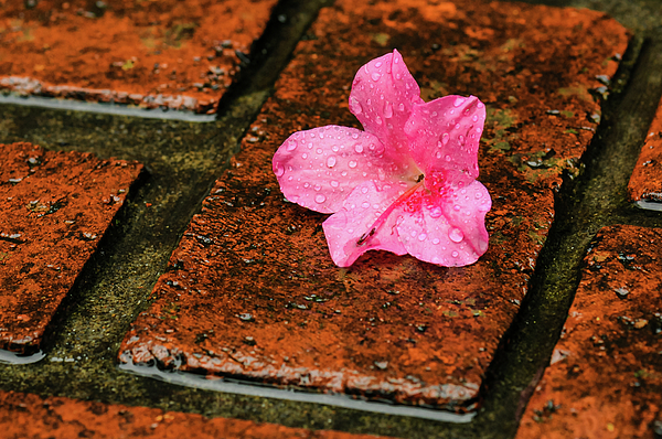 Eckart Mayer Photography - Pink hibiscus flower - Wet Red Bricks Series IV