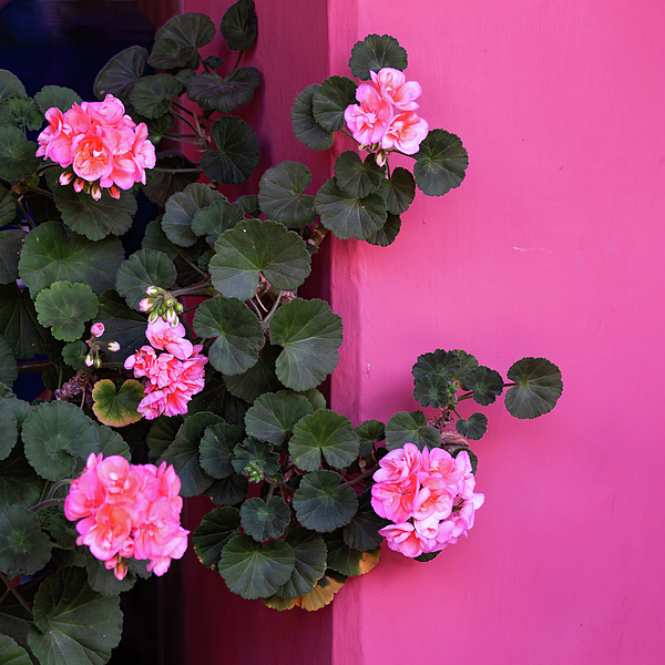 Tatiana Travelways - Pink geraniums on a pink wall