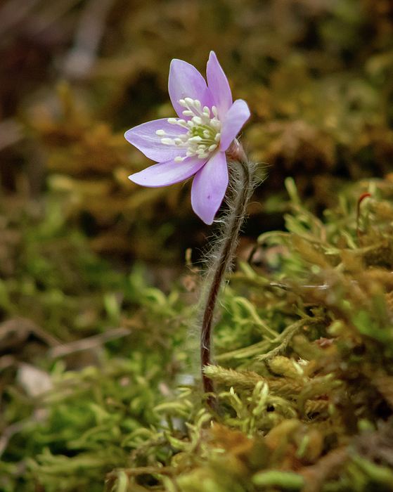 Holly April Harris - Pink Hepatica Amongst the Moss
