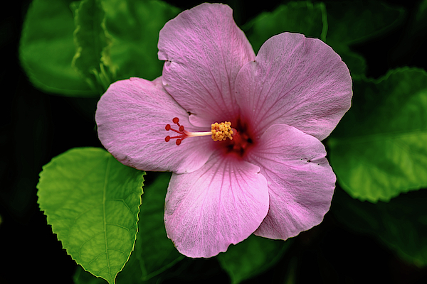Debra Kewley - Pink Hibiscus