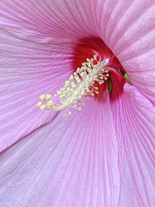 Robert Schulick - Pink Hibiscus