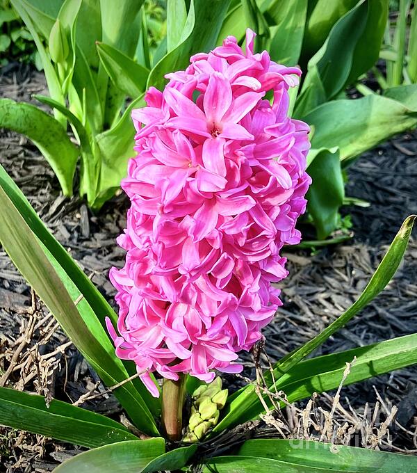 Eunice Warfel - Pink Hyacinth 24
