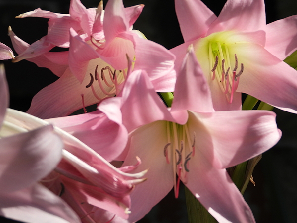 Flower Art