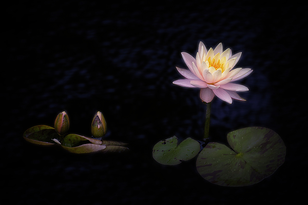 Alinna Lee - Pink Waterlily with 2 Buds