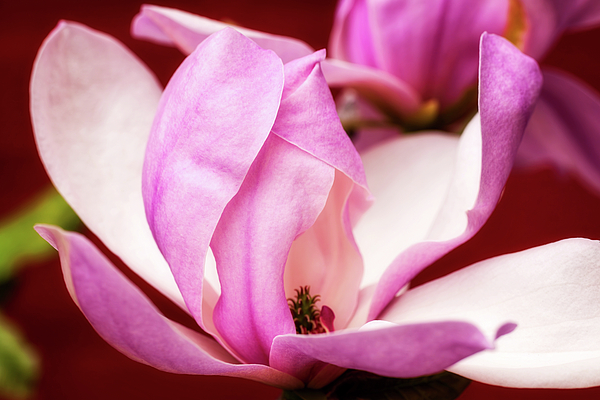 Tatiana Travelways - Pink magnolia blooming