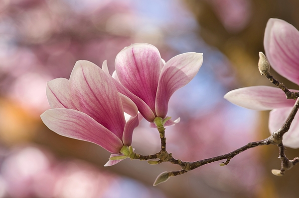 Lynn Hopwood - Pink Magnolia Flowers