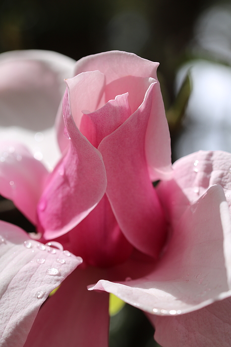 Michaela Perryman - Pink Magnolia