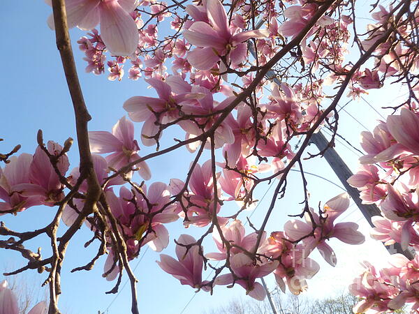 Lingfai Leung - Pink Magnolias in Blue Sky