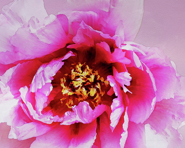 Petal Art