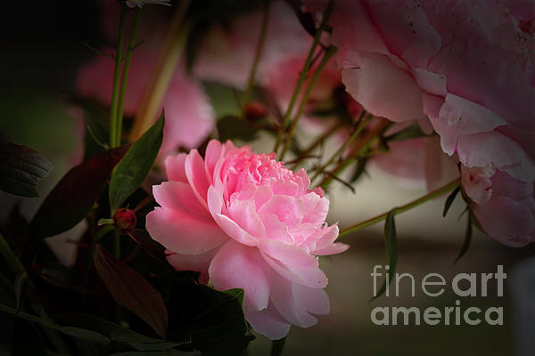 Renata Natale - Pink Peony Bouquet June 30