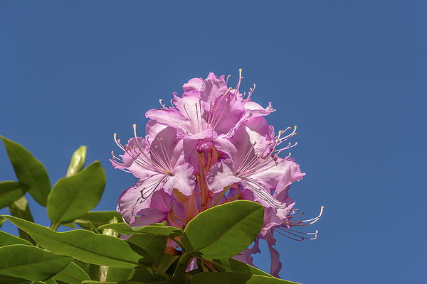 Marv Vandehey - Pink Rhododendron Flowers