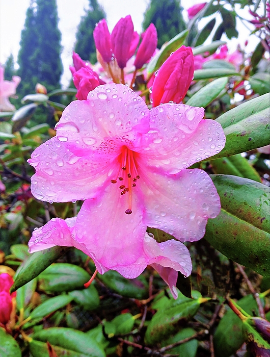 Laura Vanatka - Pink Rhododendron on rainy day 