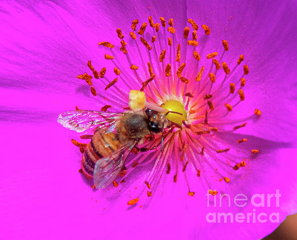David Zanzinger - Pink Rock Purslane Flower Bee
