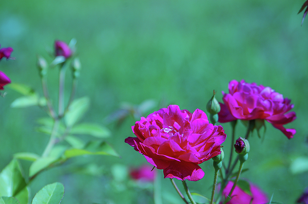 https://images.fineartamerica.com/images/artworkimages/medium/3/pink-rose-flowers-in-the-corner-with-blurred-green-background-stanley-chota.jpg