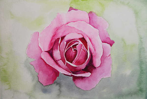 Spectrum Art Studio - Pink Rose Watercolour 