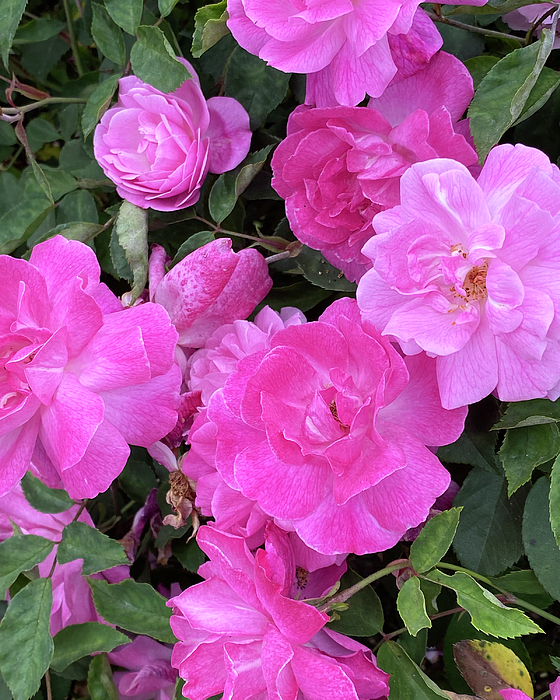 Marilyn Borne - Pink Roses Poppin