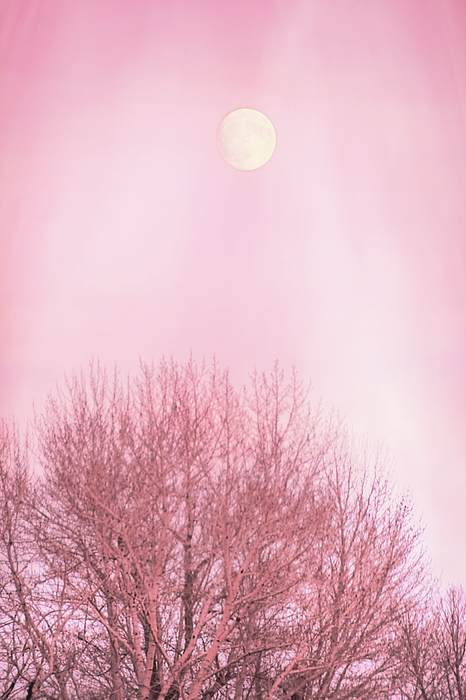 Jennie Marie Schell - Pink Trees Sky Silhouette 
