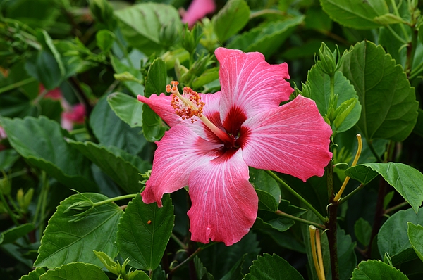 Gaby Ethington - Pink Tropical Hibiscus Lush Green Garden