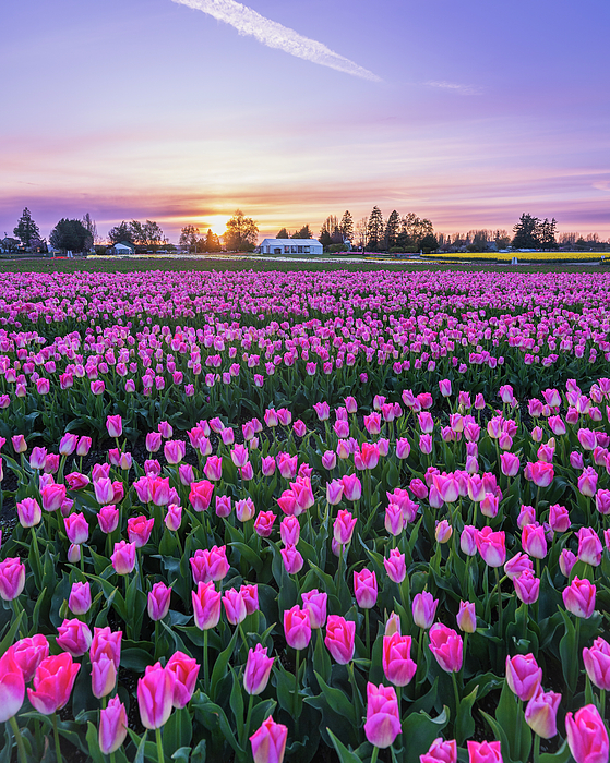 Tim Reagan - Pink Tulips at Sunset