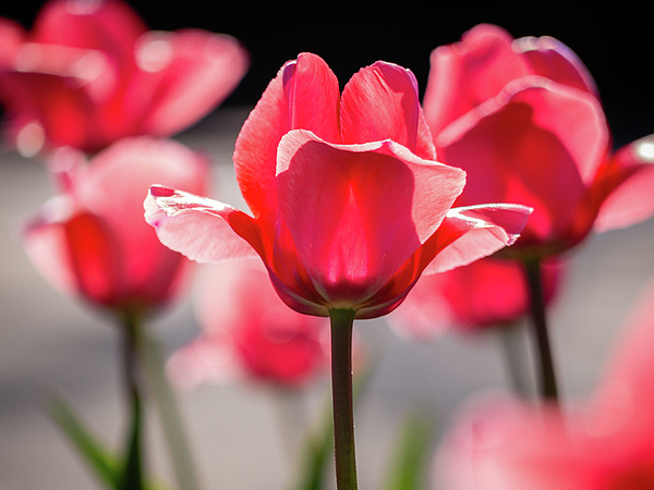 Rachel Morrison - Pink Tulips in Spring Sunshine
