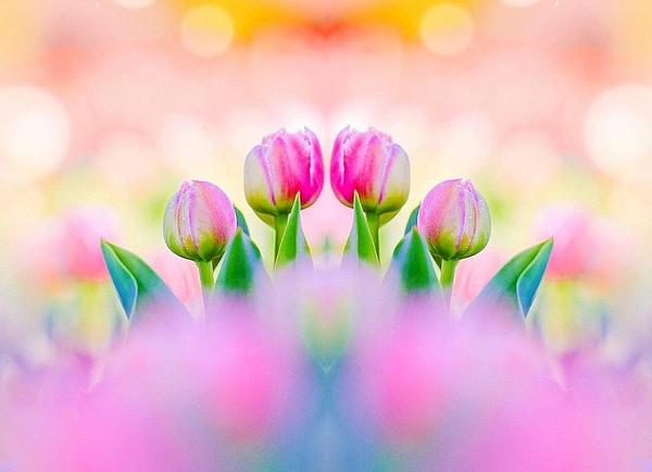 Judith Haney - Pink Tulips