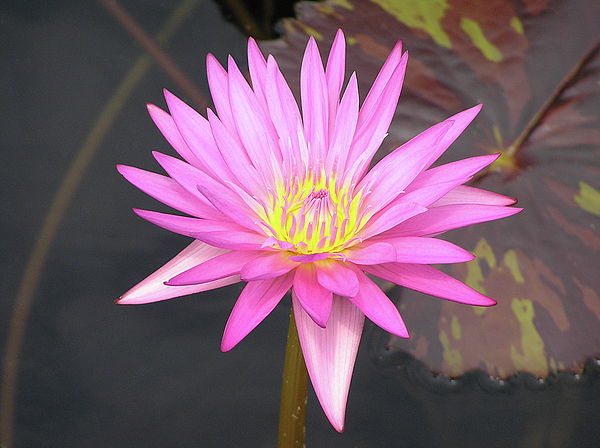 L Rosenthal - Pink Water Lily