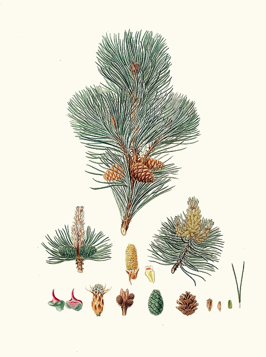 Pinus pumilio The mugho or Mountain pine Greeting Card by Aylmer Bourke ...