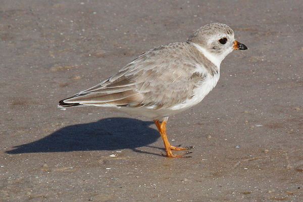 Brian Baker - Piping Plover on the Shore