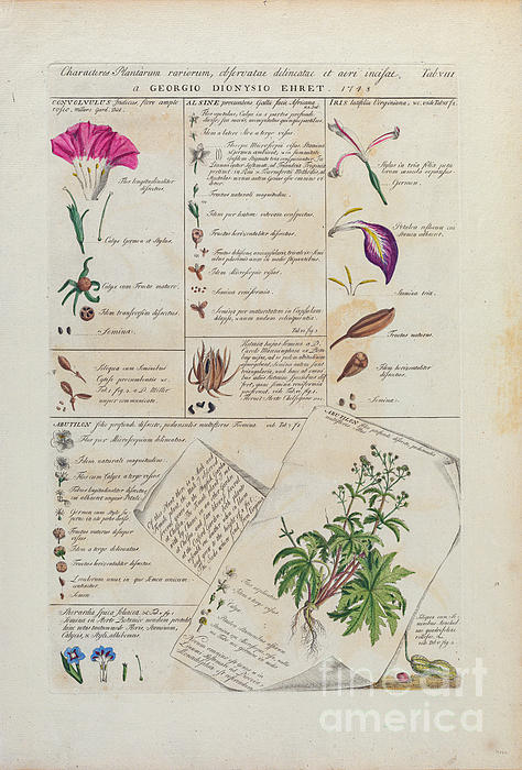 Plant anatomy study. Ehret 1748 p1 Spiral Historic illustrations - Fine Art America