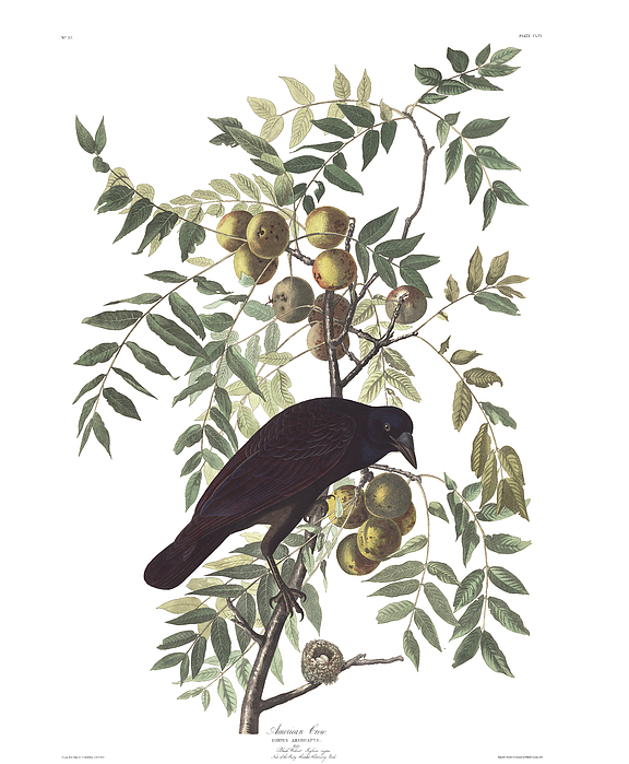 John James Audubon Drawings
