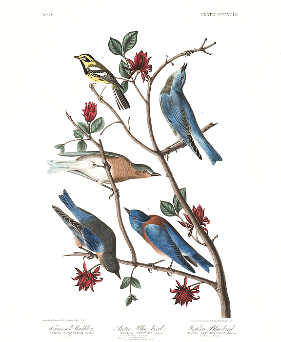 Vintage Drawings