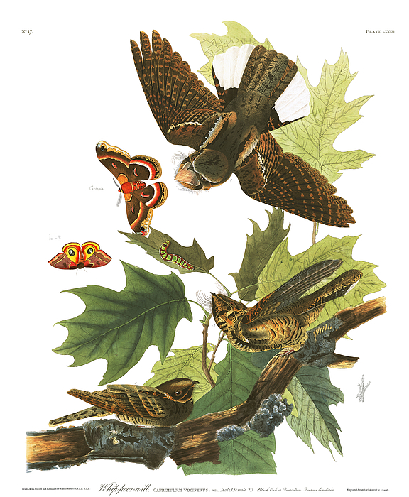 John James Audubon Art