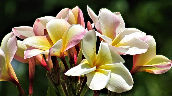 Dylyce Clarke - Plumeria Blossoms