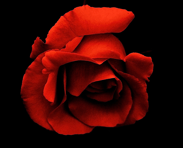 Sharon W - Poetry Rose