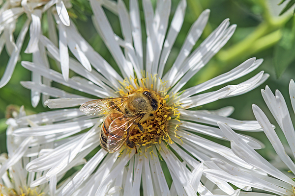 Alana Thrower - Pollination Fascination