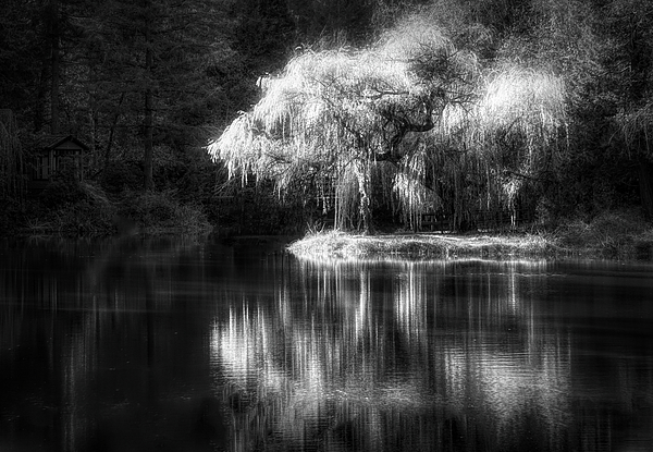 Gerald Mettler - Pond Reflection Black and White
