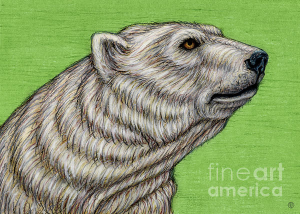 Pondering Polar Bear Sticker by Amy E Fraser - Amy E Fraser - Artist Website