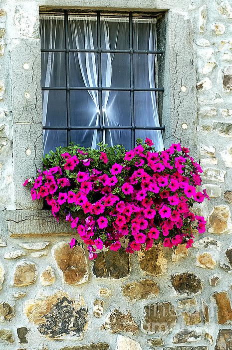 Paolo Signorini - Ponticello -  Blooming Window - Italy