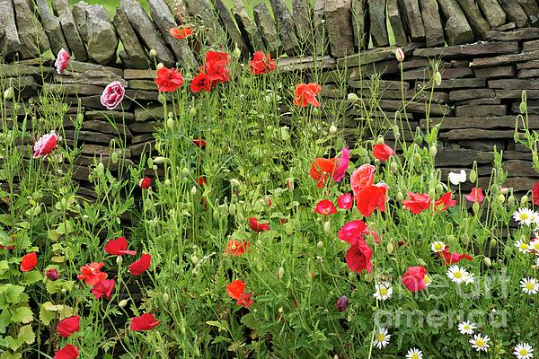 David Birchall - Poppies against a dry stone wall.