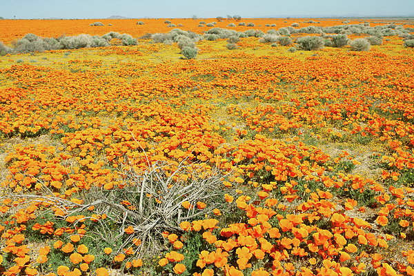 Ram Vasudev - Poppy Fields Mojave Desert California