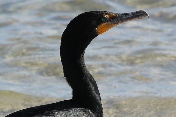 Brian Baker - Portrait of a Double Crested Cormorant