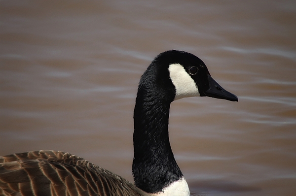 Gregory A Mitchell Photography - Portrait of a Goose 