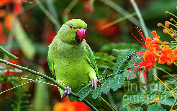 Phillip Espinasse - Portrait of a Hawaii Female Rose Ringed Parakeet on a Rainy Morning