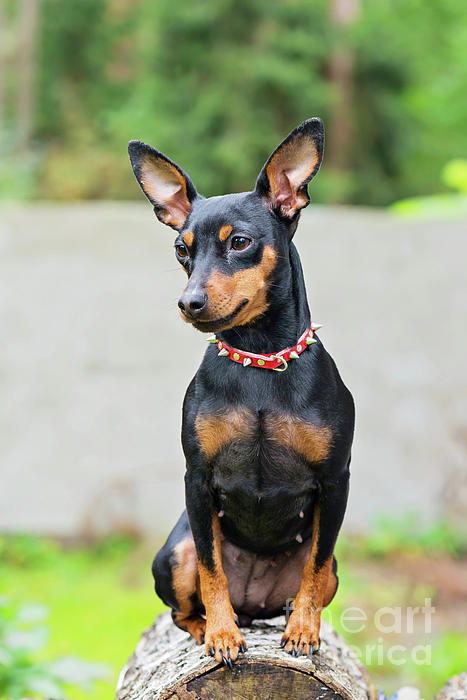 miniature pinscher puzzle