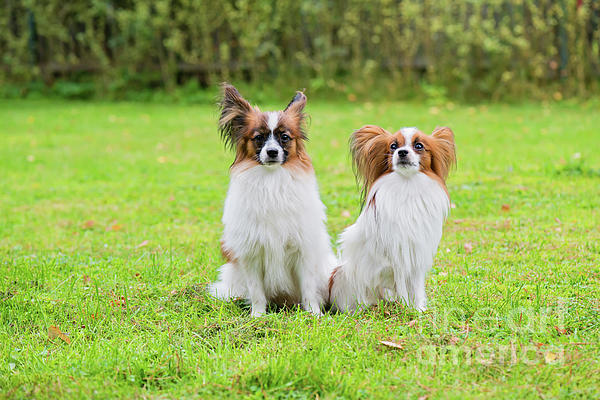 Phalene Dog Papillon | Tote Bag