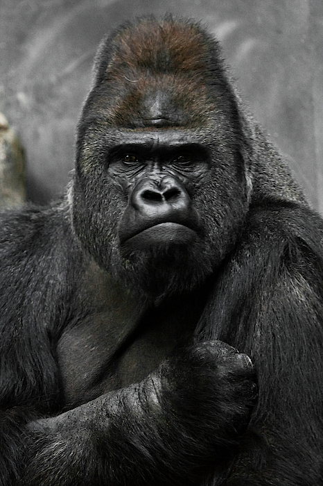 Powerful Dominant Male Gorilla Sits On A Background Of Stones An Throw  Pillow by Michael Semenov - Pixels Merch