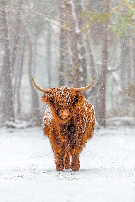 Portrait of a Scottish Highland cow in the snow iPhone 13 Case by Sjoerd  Van der Wal - Pixels